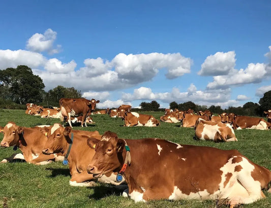 Hinxden Farm Dairy