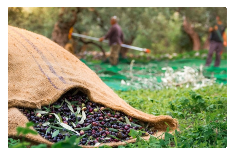 Corfiot Gold High Polyphenol extra virgin olive oil in 250ml bottle, produced from Greek olive trees by The Greek Deli Club.