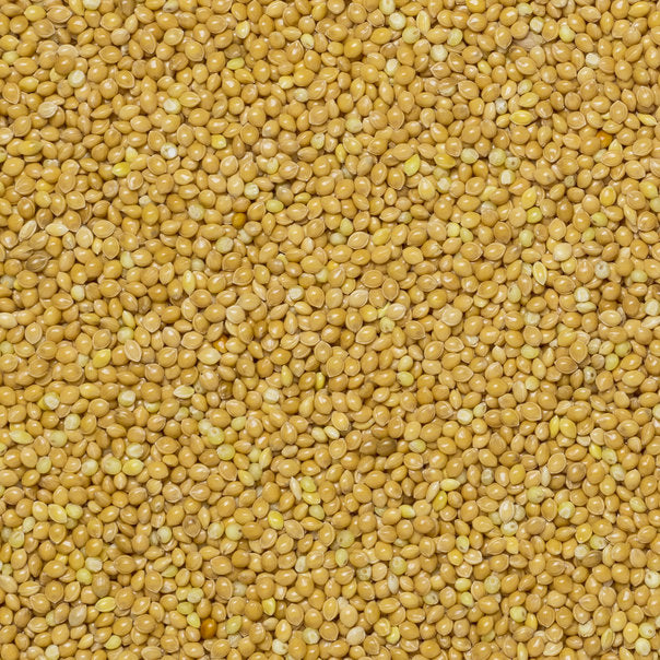 Whole Food Earth millet grain in a clear container, showcasing small, round, yellowish millet seeds on a white background.