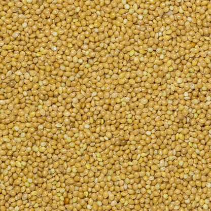 Whole Food Earth millet grain in a clear container, showcasing small, round, yellowish millet seeds on a white background.
