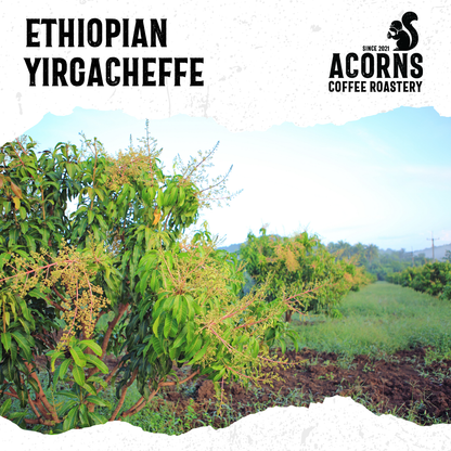 Ethiopian Yirgacheffe Medium Roast