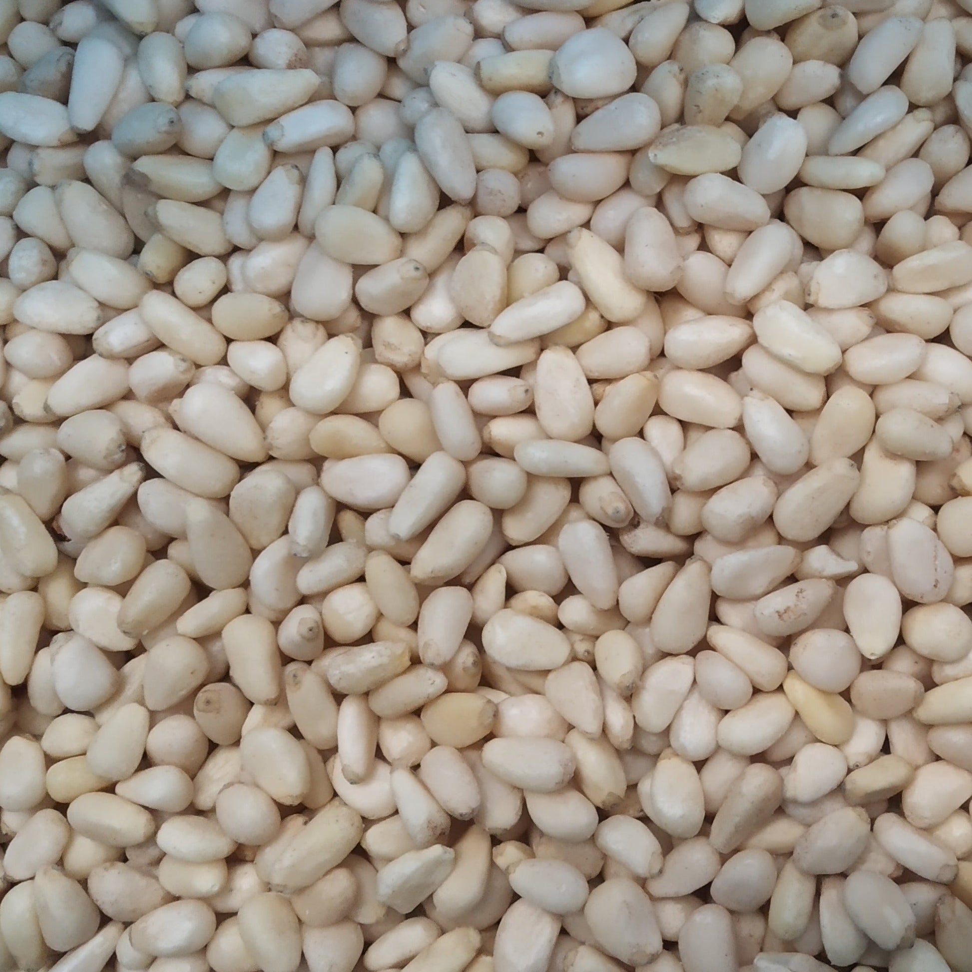 Whole Food Earth pine nuts in a clear bowl, showing their small, creamy beige seeds from the Nuts & Seeds category.