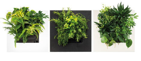 Black Bamboo Living Wall Picture Frame by Botanical Boys, modern living frame with bamboo design for wall decor.