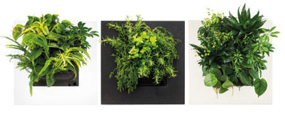 Black Bamboo Living Wall Picture Frame by Botanical Boys, modern living frame with bamboo design for wall decor.