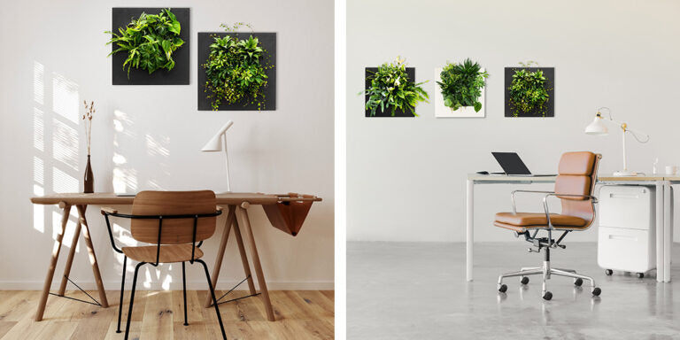 Black Bamboo Living Wall Picture Frame by Botanical Boys, showcasing a modern living frame with lush green bamboo plants.
