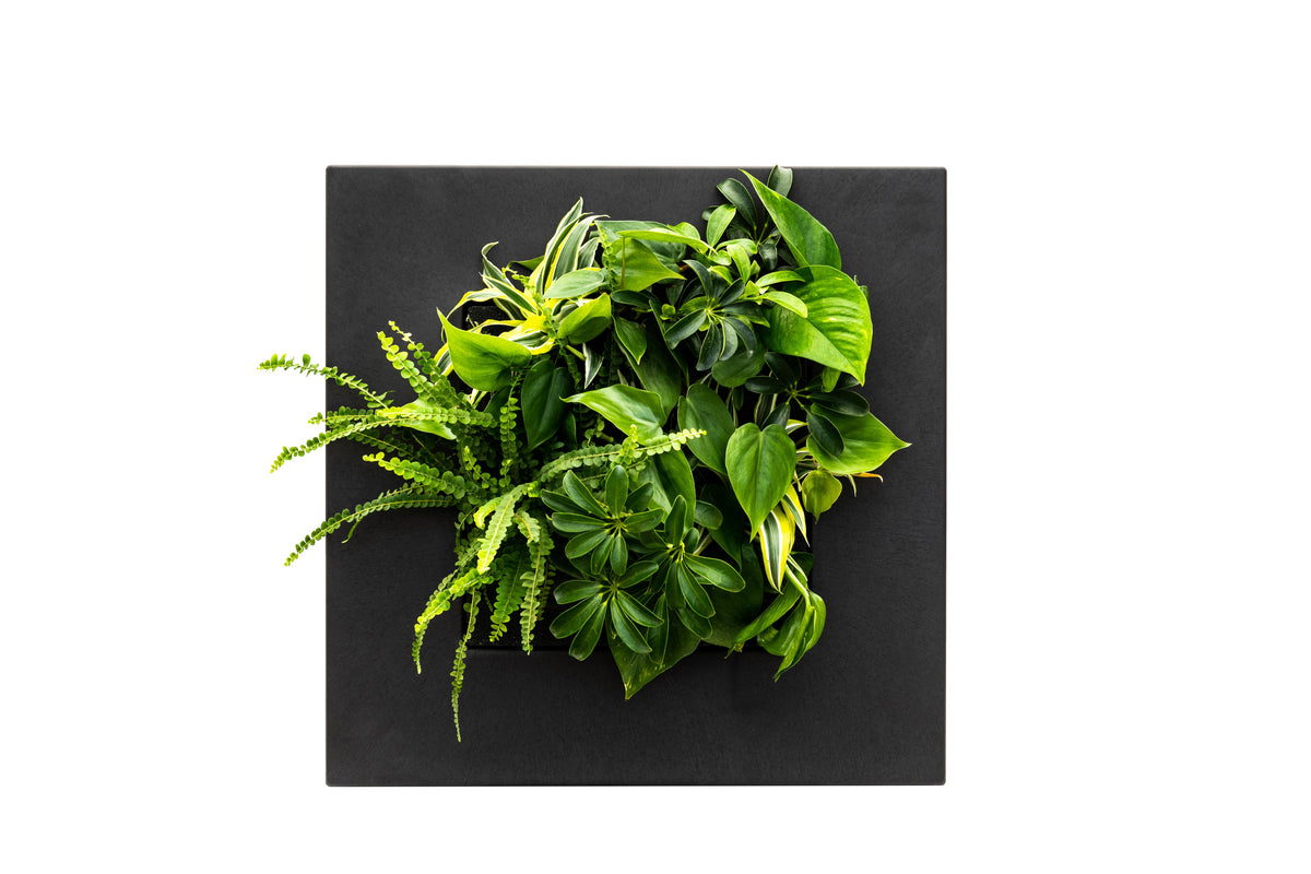 Black bamboo living wall picture frame by Botanical Boys, featuring a lush green plant display in a modern living frame design.
