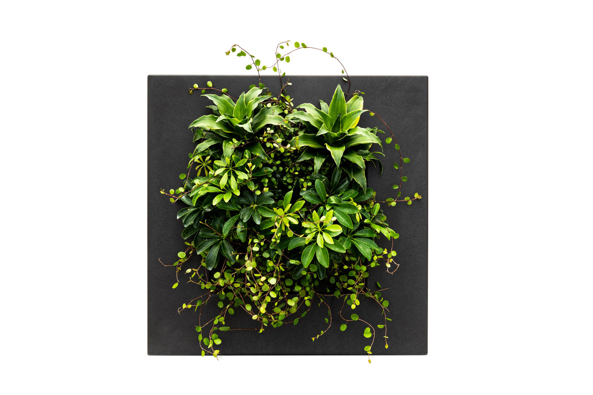 Black bamboo living wall picture frame by Botanical Boys, showcasing a modern, natural indoor plant display in a sleek design.