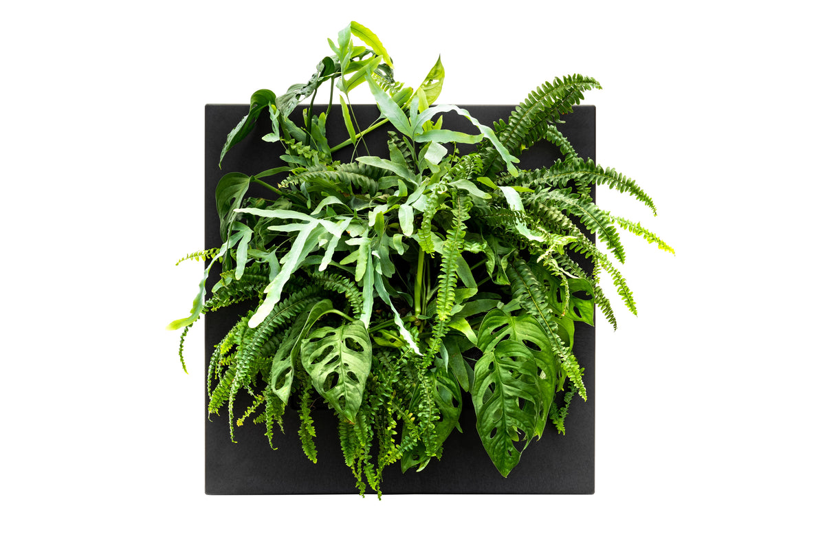 Black bamboo living wall picture frame by Botanical Boys, showcasing lush greenery in a modern living wall display.
