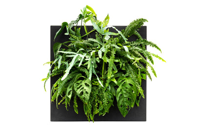 Black bamboo living wall picture frame by Botanical Boys, showcasing lush greenery in a modern living wall display.