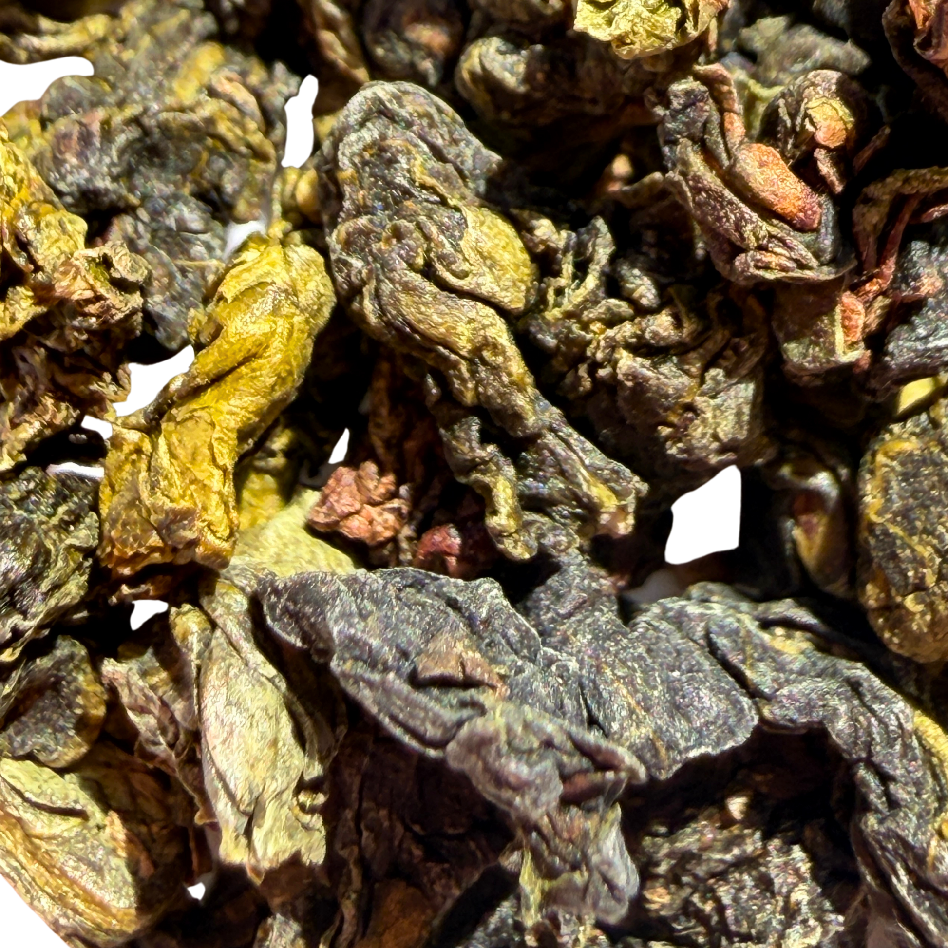 Loose leaf Shangri-La Iced Oolong tea from Porter Hill Tea Company, showcasing dark, twisted oolong tea leaves.