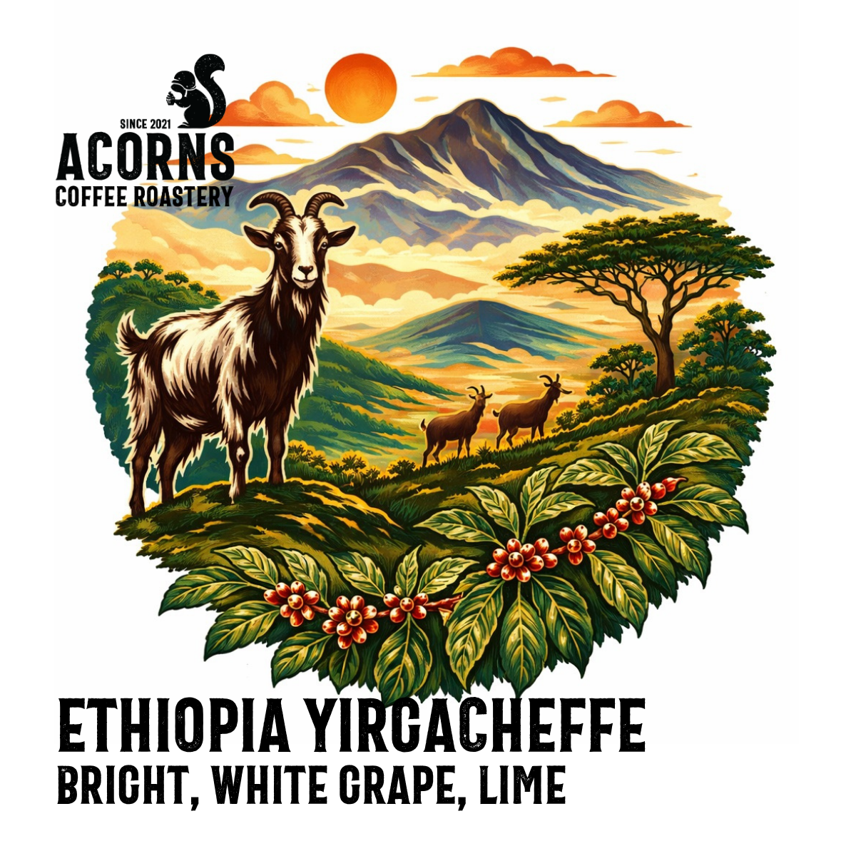 Ethiopian Yirgacheffe medium roast coffee by Acorns Coffee & Cake, featuring bright grape and lime flavor notes.