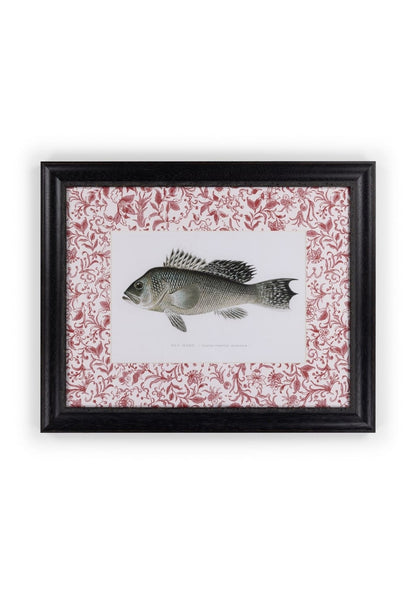 Fish III Framed Print Noble Vintage for the English Home