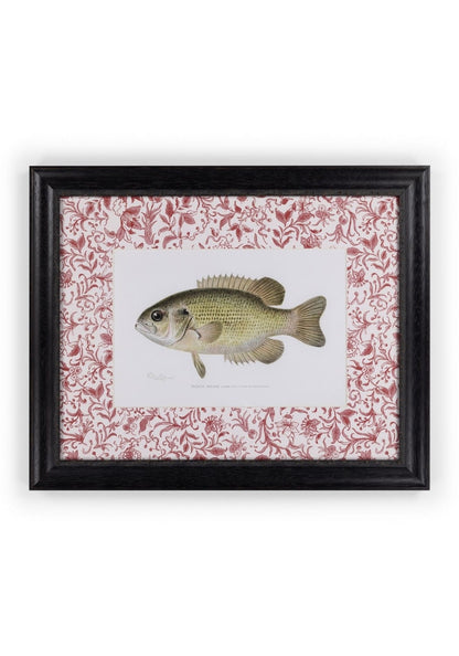 Fish IV Framed Print British, and Just a Bit Brilliant