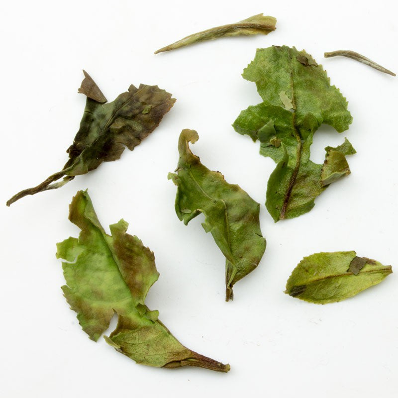 Unfurled Pai Mu Dan white tea leaves from PekoeTea Edinburgh, showcasing delicate, silvery-white tea buds and leaves.