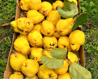 Quince Jelly