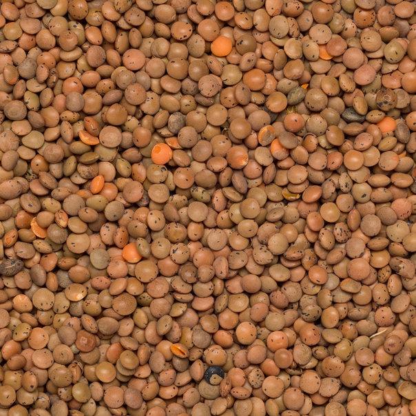 Brown Lentils from Whole Food Earth, close-up of raw, natural, GMO-free beans in a bowl ready for cooking.