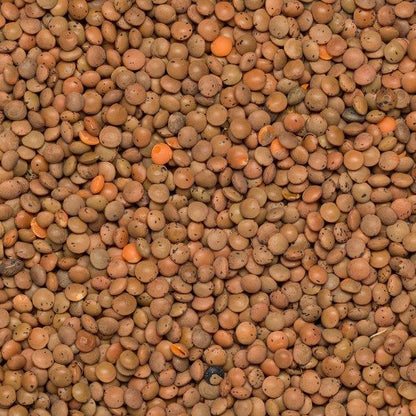 Brown Lentils from Whole Food Earth, close-up of raw, natural, GMO-free beans in a bowl ready for cooking.