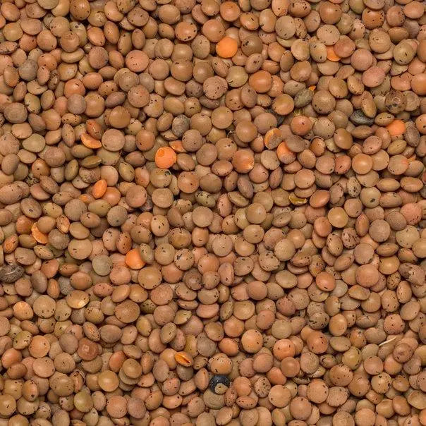 Organic brown lentils from Whole Food Earth, GMO-free, shown in a clear image, perfect for healthy rice and couscous dishes.