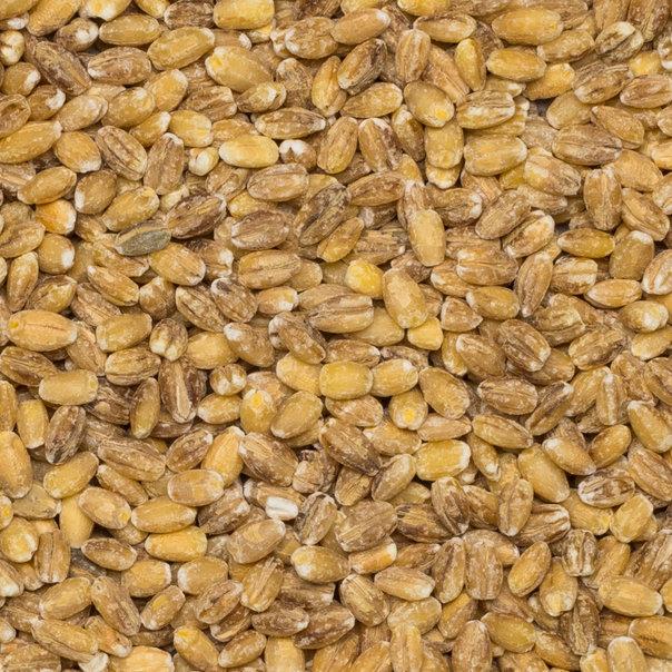Whole Food Earth Pearl Barley, GMO-free vegan whole grain flour and cereal, shown in a clear bowl with barley grains.